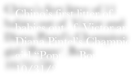 Chino’s first litter of 11 babies out of  Victor and Diana Pintel’s Champion girl “Poppy”. Born 10/31/20

