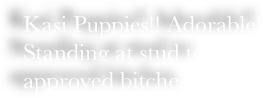 Kasi Puppies!! Adorable!!    Standing at stud to approved bitches.