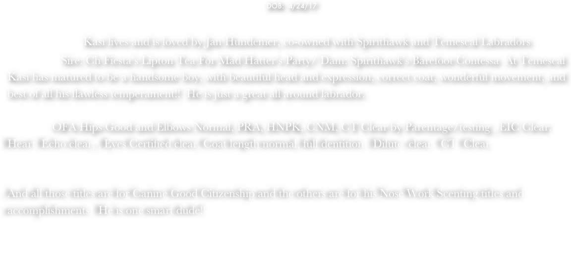                                                                                                                          DOB:  4/24/17
                                                                
                 Kasi lives and is loved by Jan Hundemer, co-owned with Spirithawk and Temescal Labradors
                  Sire: Ch Fiesta’s Lipton Tea For Mad Hatter’s Party/ Dam: Spirithawk’s Barefoot Contessa  At Temescal
Kasi has matured to be a handsome boy, with beautiful head and expression, correct coat, wonderful movement, and best of all his flawless temperament!!  He is just a great all around labrador.
                                                              
               OFA Hips Good and Elbows Normal, PRA, HNPK, CNM, CT Clear by Parentage/testing , EIC Clear, 
Heart  Echo clear, , Eyes Certified clear, Coat length normal, full dentition.  Dilute  clear.  CT  Clear,


And all those titles are for Canine Good Citizenship and the others are for his Nose Work Scenting titles and accomplishments.  He is one smart dude!!


Kasi is standing at stud and producing beautiful puppies. He has excellent health clearances and super temperament.