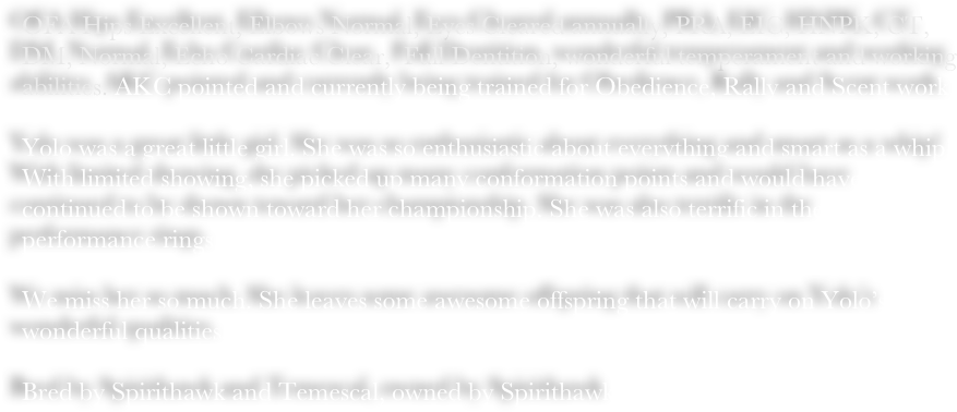 OFA Hips Excellent, Elbows Normal, Eyes Cleared annually, PRA, EIC, HNPK, CT, DM, Normal, Echo Cardiac Clear,  Full Dentition, wonderful temperament and working abilities. AKC pointed and currently being trained for Obedience, Rally and Scent work. 

Yolo was a great little girl. She was so enthusiastic about everything and smart as a whip! With limited showing, she picked up many conformation points and would have continued to be shown toward her championship. She was also terrific in the performance rings.

We miss her so much. She leaves some awesome offspring that will carry on Yolo’s wonderful qualities. 

Bred by Spirithawk and Temescal, owned by Spirithawk