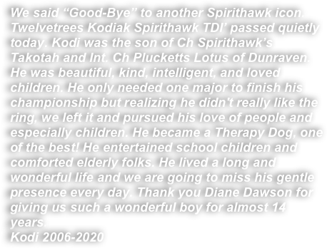 We said “Good-Bye” to another Spirithawk icon. Twelvetrees Kodiak Spirithawk TDI’ passed quietly today. Kodi was the son of Ch Spirithawk’s Takotah and Int. Ch Plucketts Lotus of Dunraven. He was beautiful, kind, intelligent, and loved children. He only needed one major to finish his championship but realizing he didn't really like the ring, we left it and pursued his love of people and especially children. He became a Therapy Dog, one of the best! He entertained school children and comforted elderly folks. He lived a long and wonderful life and we are going to miss his gentle presence every day. Thank you Diane Dawson for giving us such a wonderful boy for almost 14 years. 
Kodi 2006-2020
